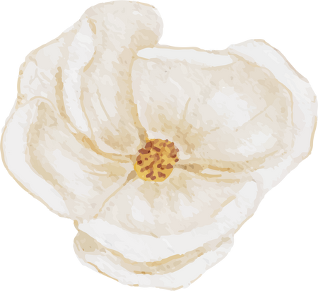 Watercolor White Magnolia Flower Blossom Cutout