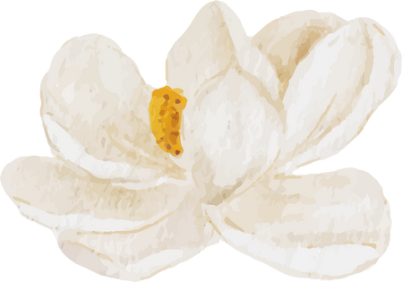 Watercolor Blooming White Magnolia Flower Cutout