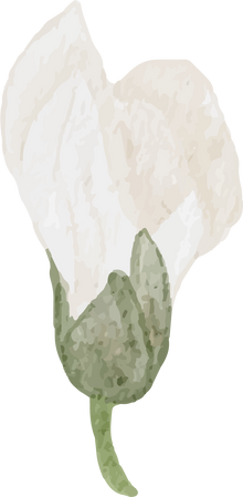 Watercolor White Magnolia Flower Bud Cutout